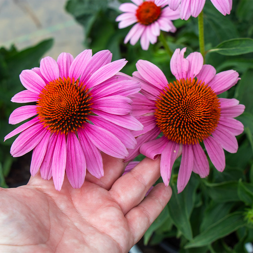 'Magnus' Coneflower (Echinacea)