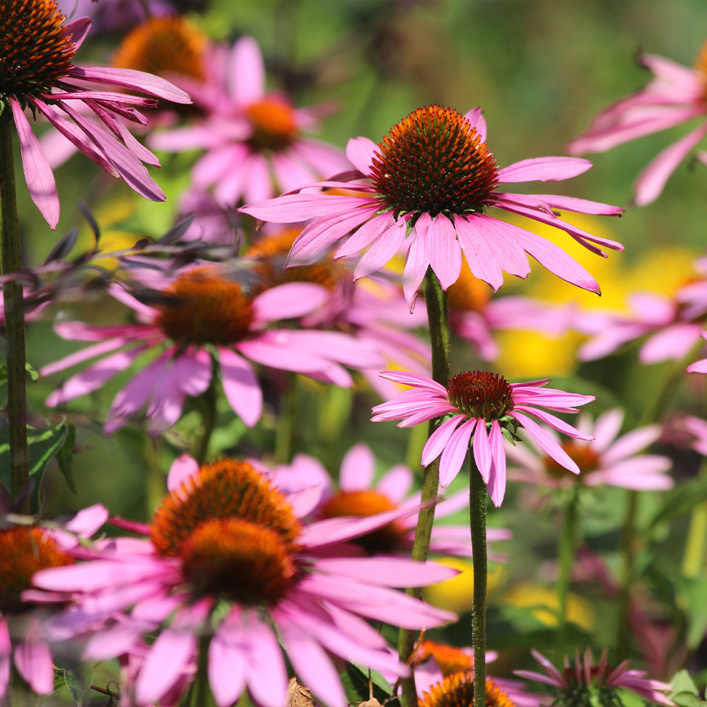 'Magnus' Coneflower (Echinacea)