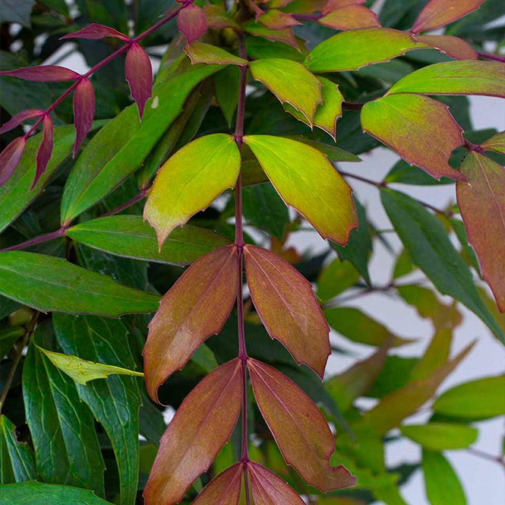 Groovy Glow™ Mahonia Shrub
