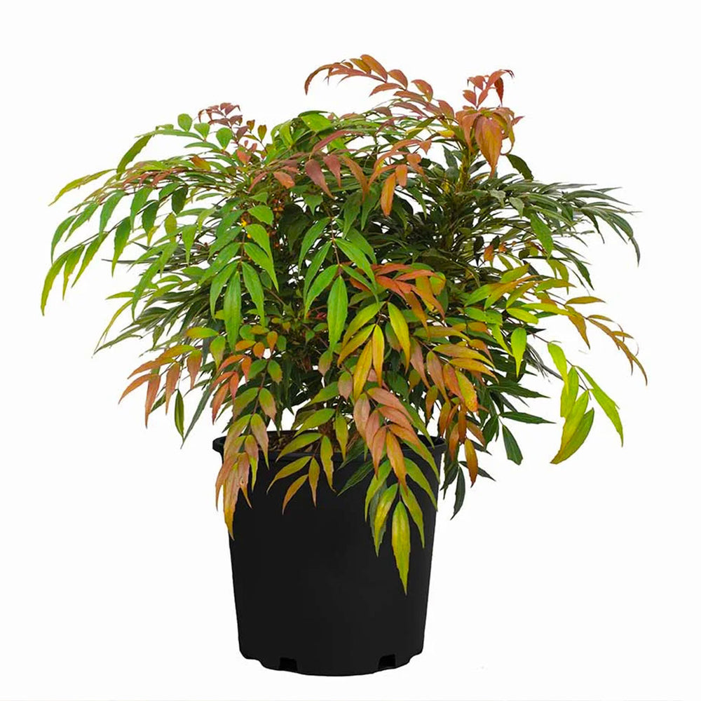 Groovy Glow™ Mahonia Shrub