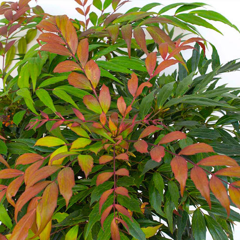 Groovy Glow™ Mahonia Shrub