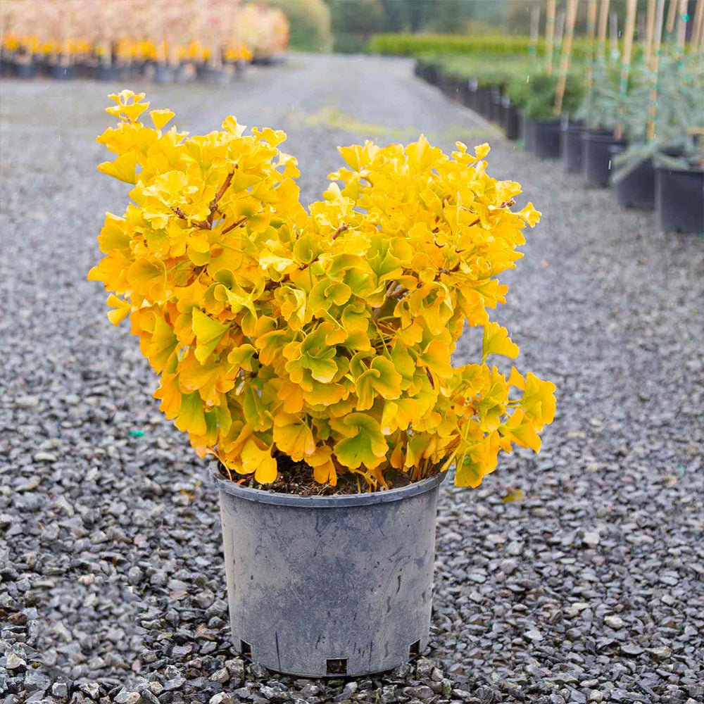 Mariken Maidenhair Tree