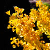 Mariken Maidenhair Tree