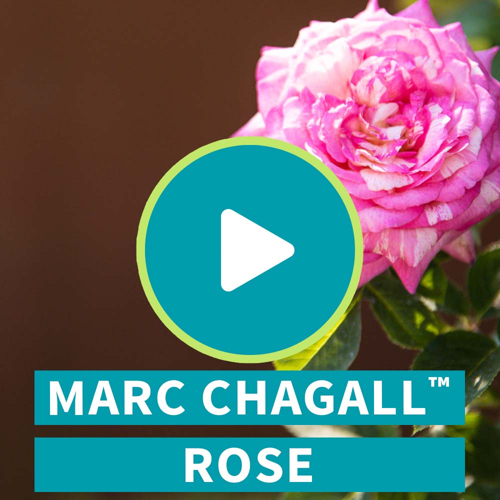 Marc Chagall™ Rose