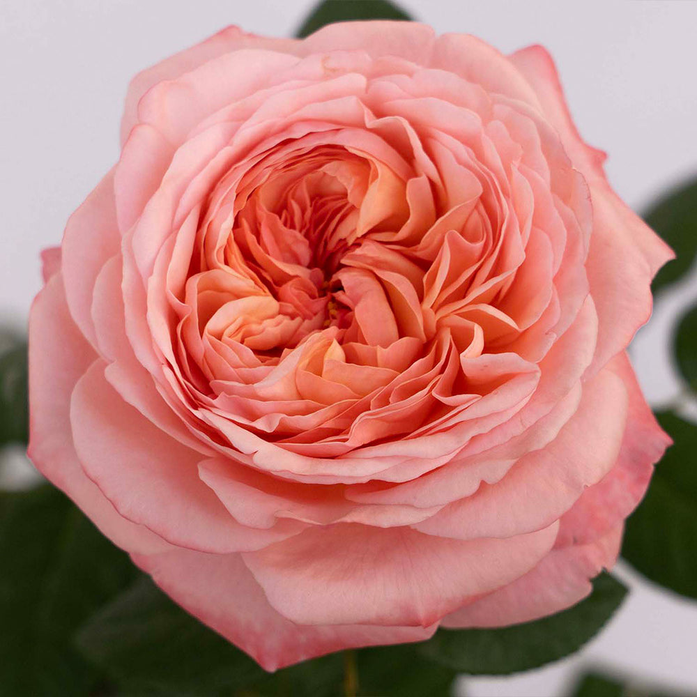 Martha Stewart™ Hybrid Tea Rose