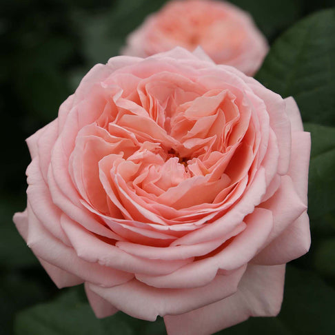 Martha Stewart™ Hybrid Tea Rose