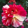 Maurice Utrillo® Rose Shrub