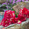 Maurice Utrillo® Rose Shrub