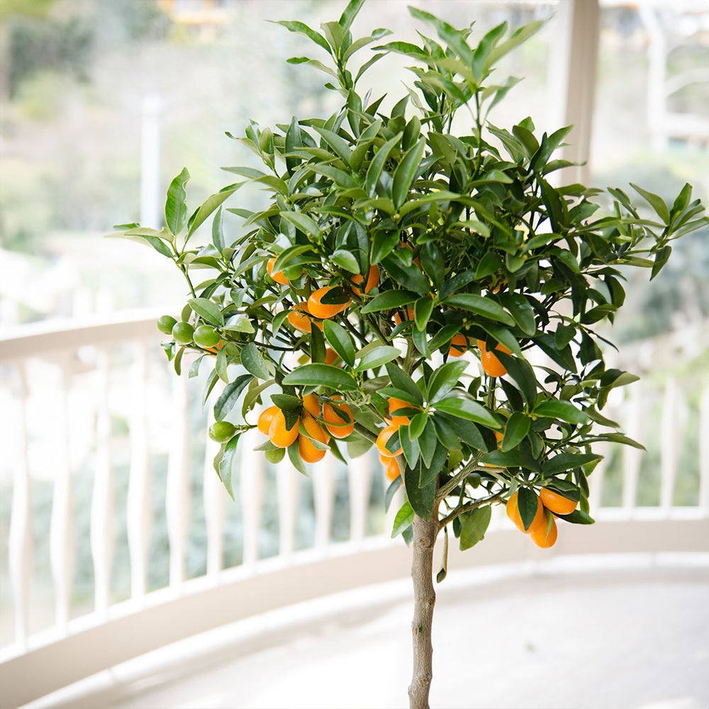 Meiwa Sweet Kumquat Tree