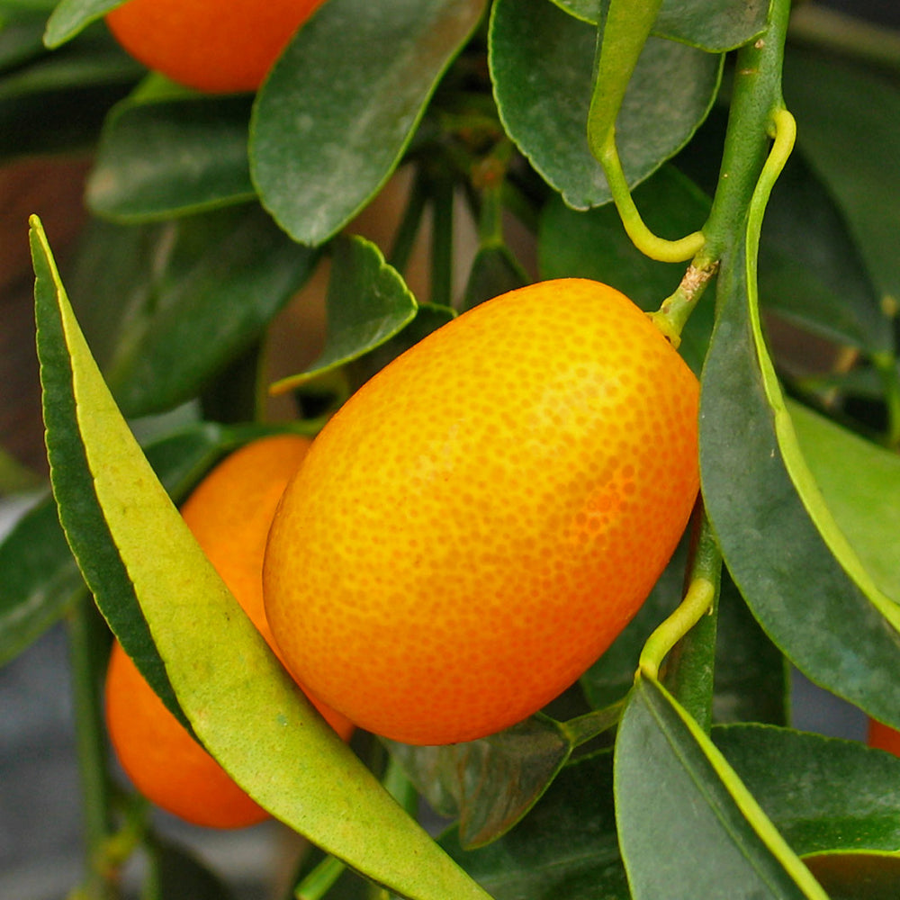 Meiwa Sweet Kumquat Tree