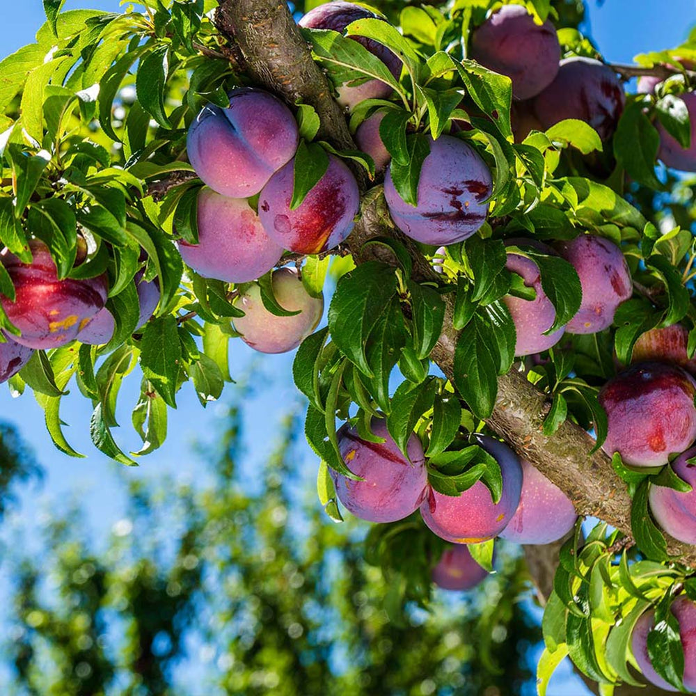 Methley Plum Tree