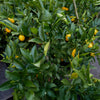 Meyer Lemon & Limequat Cocktail Bush