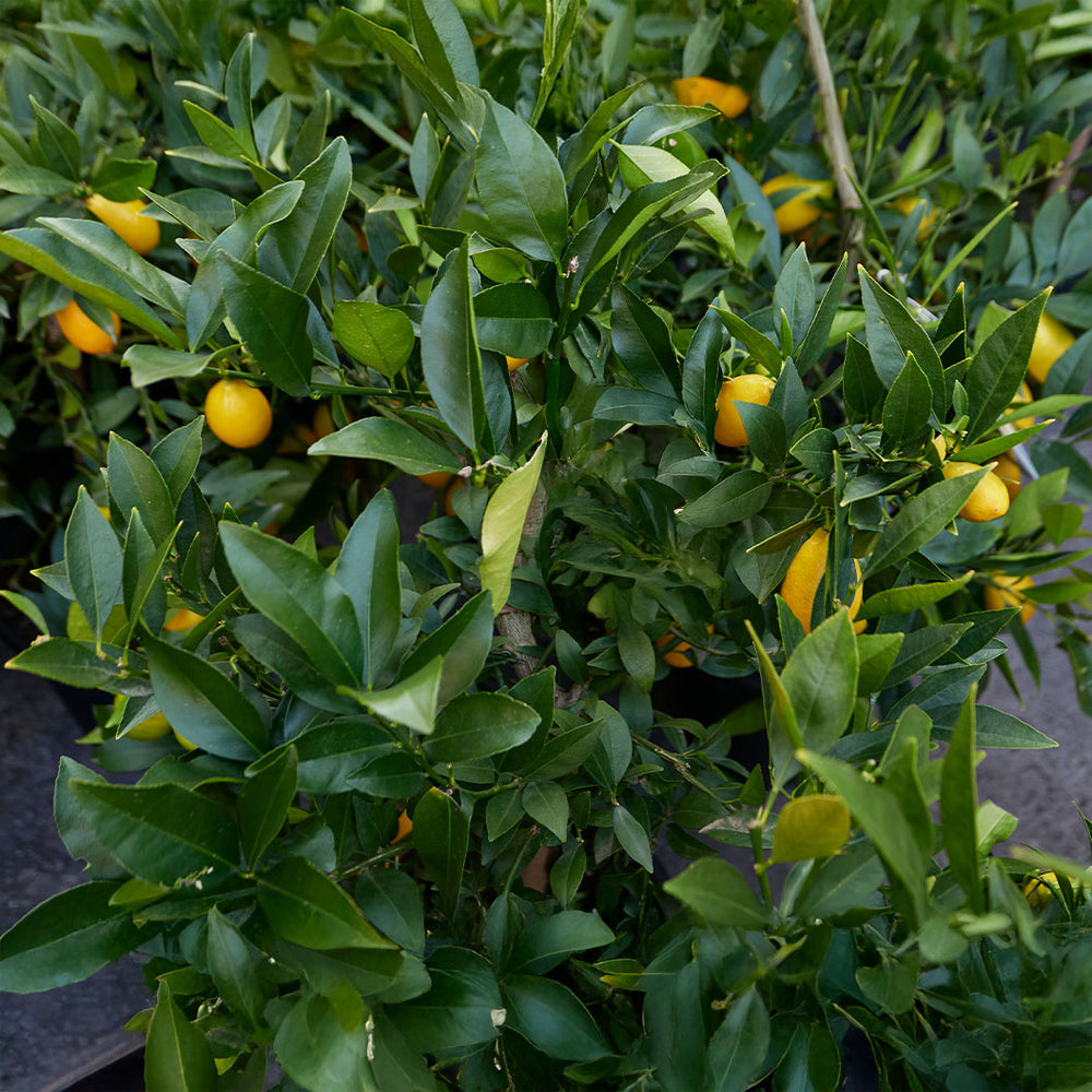 Meyer Lemon & Limequat Cocktail Bush