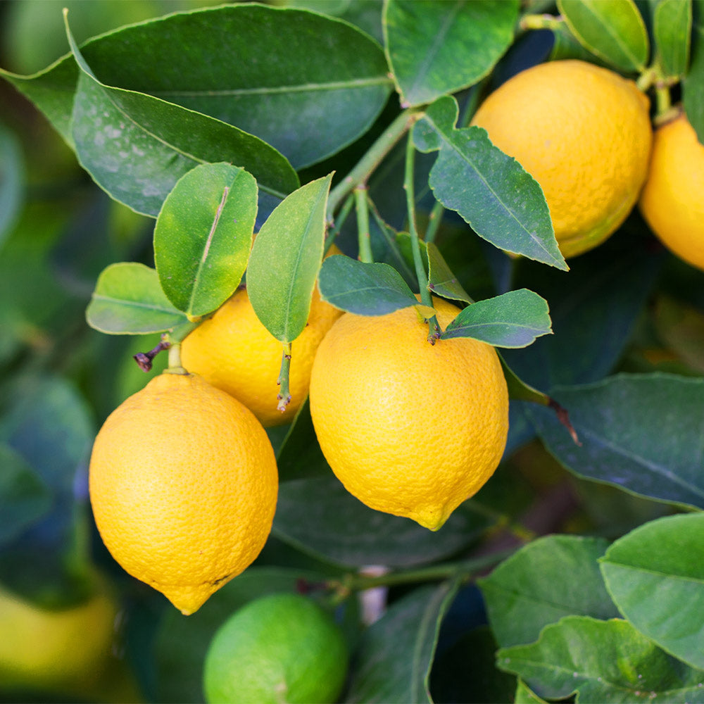 Meyer Lemon & Limequat Cocktail Bush