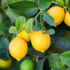 Meyer Lemon Bush