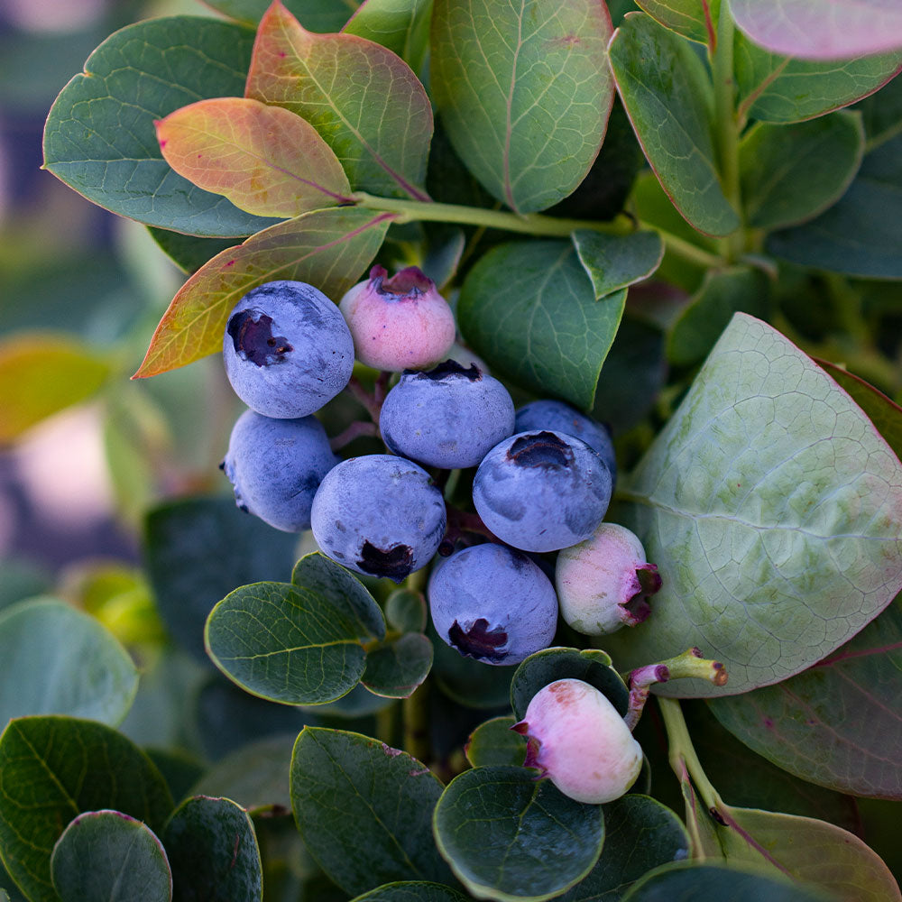 Bushel and Berry® Silver Dollar® Blueberry