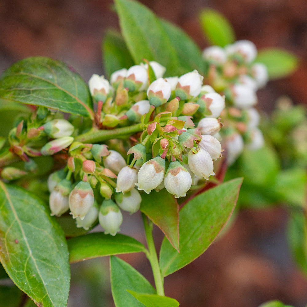 Midnight Cascade Blueberry