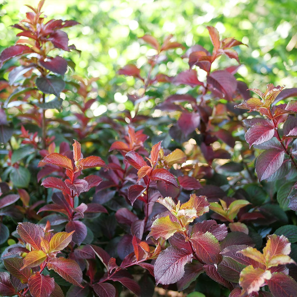 Proven Winners® Midnight Sun® Weigela