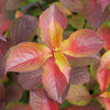 Proven Winners® Midnight Sun® Weigela