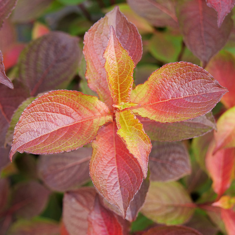 Proven Winners® Midnight Sun® Weigela