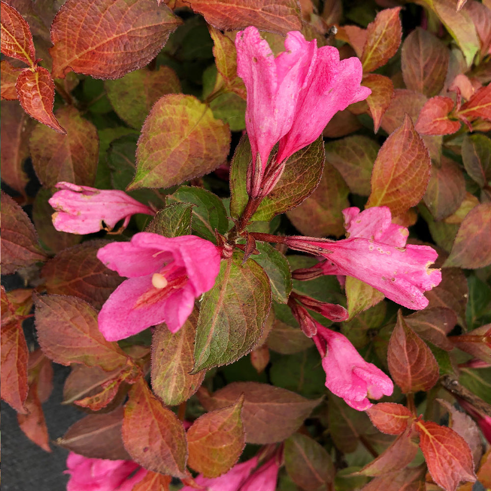 Proven Winners® Midnight Sun® Weigela