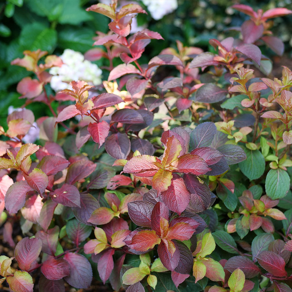 Proven Winners® Midnight Sun® Weigela