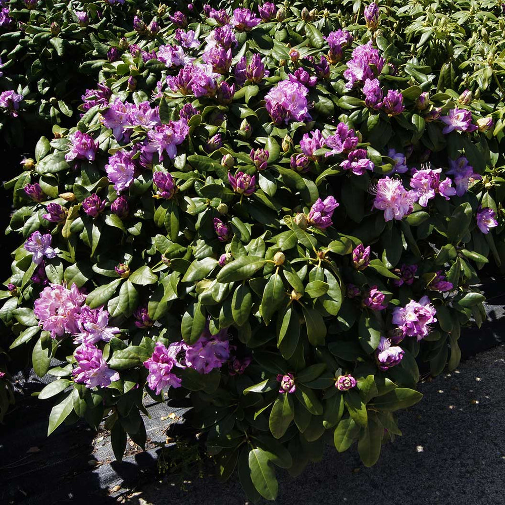 Minnetonka Rhododendron