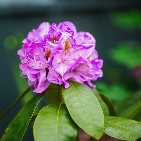 Minnetonka Rhododendron