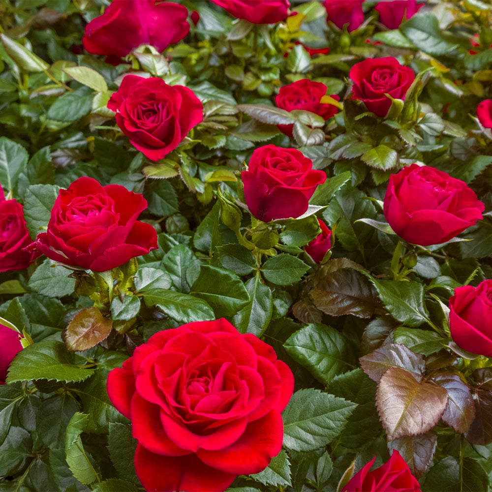 Mister Lincoln Rose Shrub in Fiber Pot