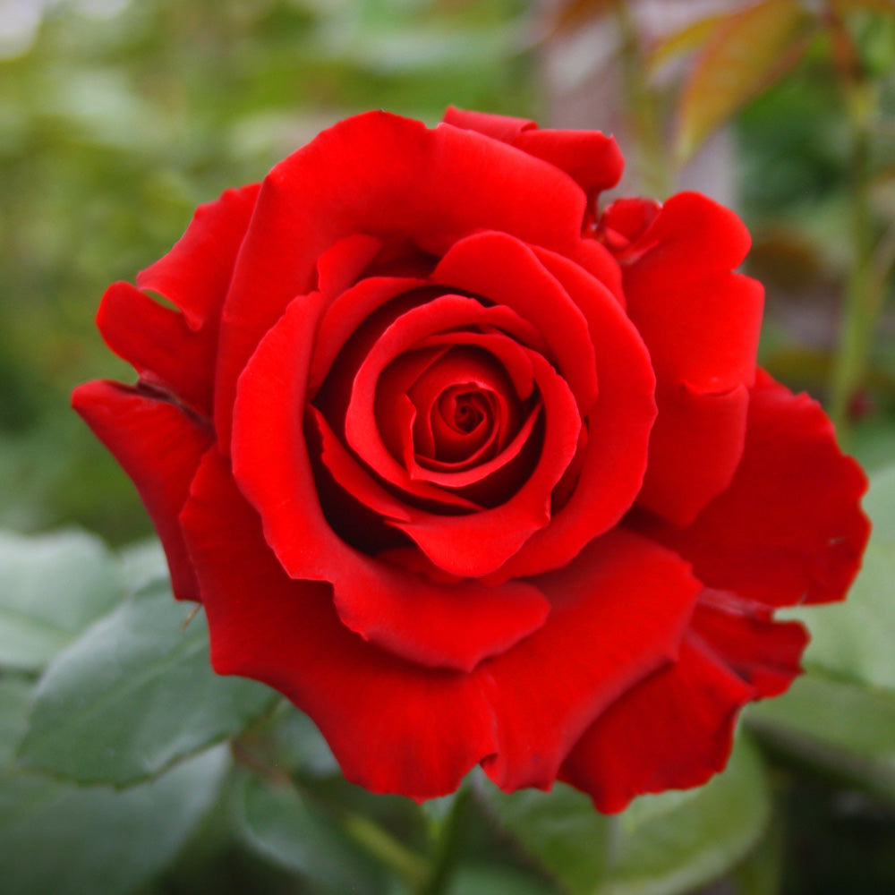 Mister Lincoln Rose Shrub in Fiber Pot