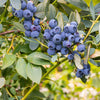 Misty Highbush Blueberry