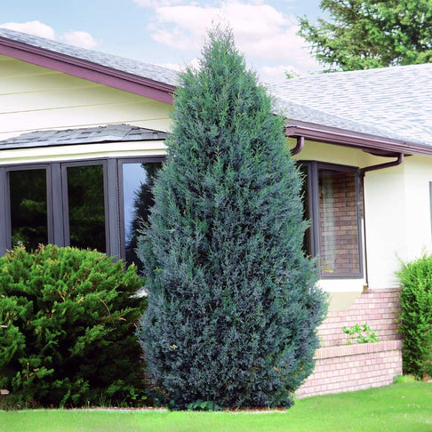 Moffat Blue Juniper