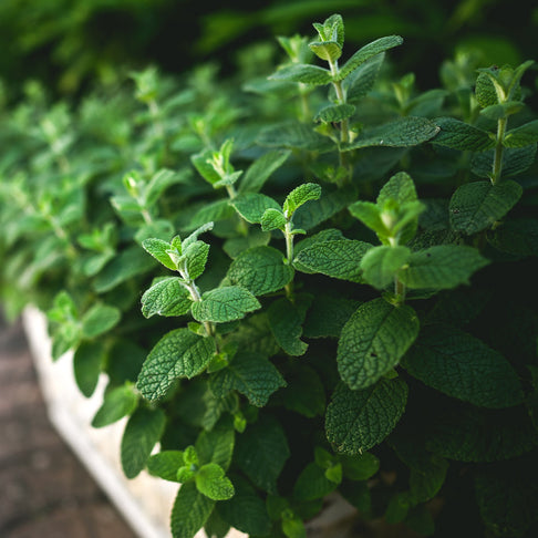 Mojito Mint Plant - USDA Organic