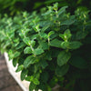 Mojito Mint Plant - USDA Organic