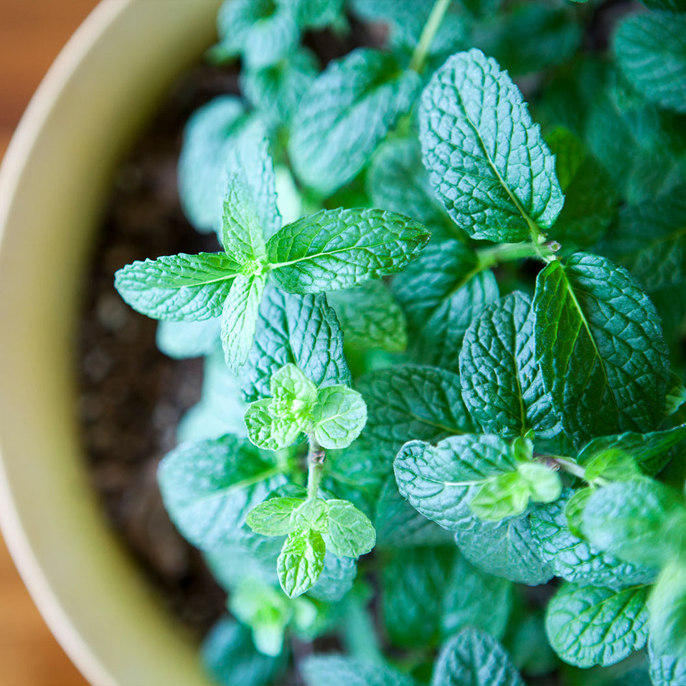 Mojito Mint Plant - USDA Organic