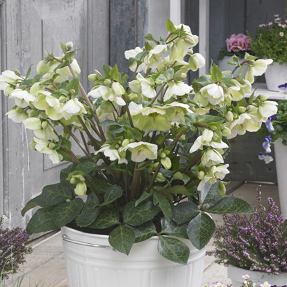 FrostKiss™ Molly's White® Hellebore