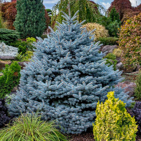 Montgomery Blue Spruce Tree