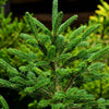 Montrose Charm Spruce Tree