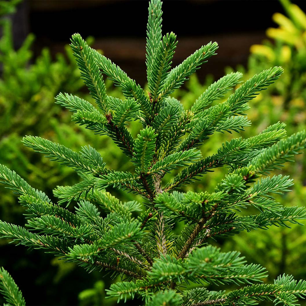 Montrose Charm Spruce Tree