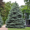 Montrose Charm Spruce Tree