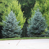 Montrose Charm Spruce Tree