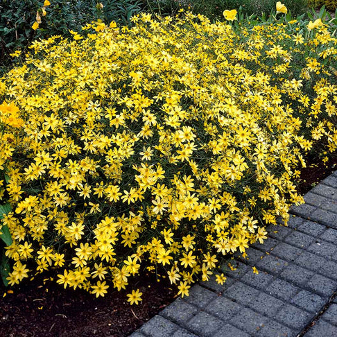 Moonbeam Coreopsis Plant