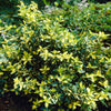 Moonshadow Euonymus