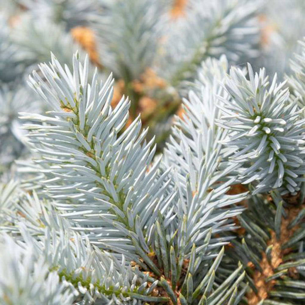 Moonstone® Globe Spruce Tree