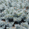 Moonstone® Globe Spruce Tree