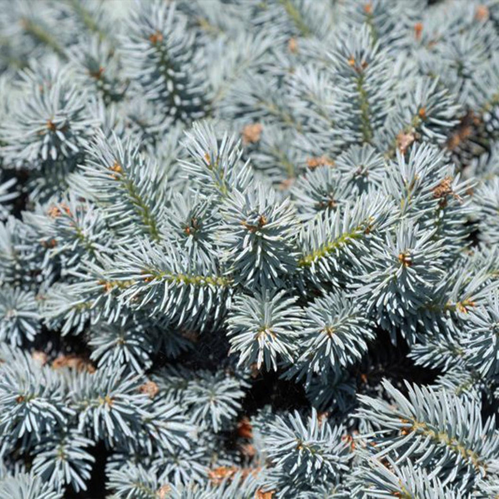 Moonstone® Globe Spruce Tree