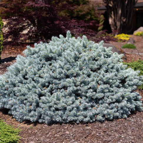 Moonstone® Globe Spruce Tree