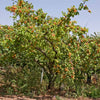 Moorpark Apricot Tree