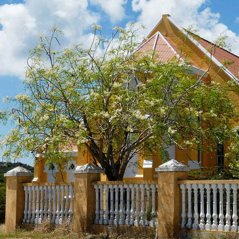 Moringa Tree