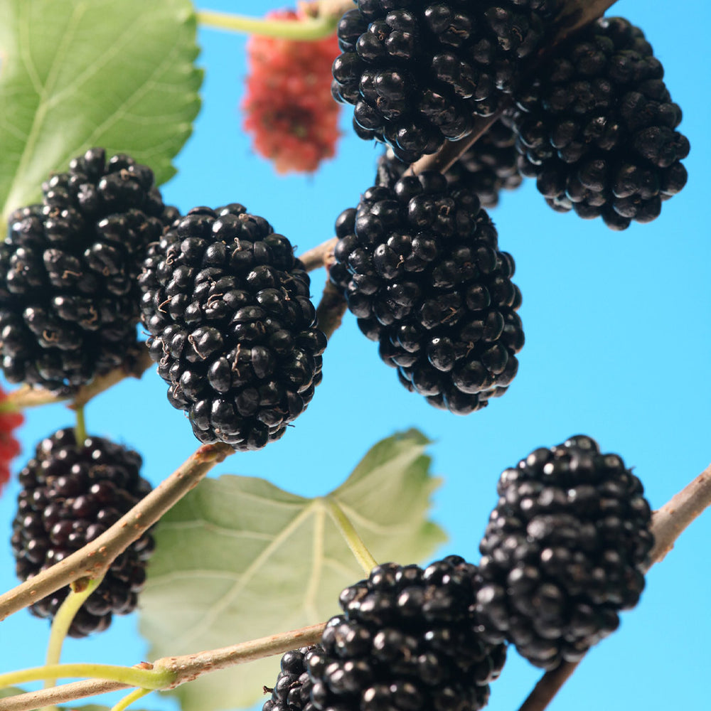 MojoBerry® Mulberry Bush